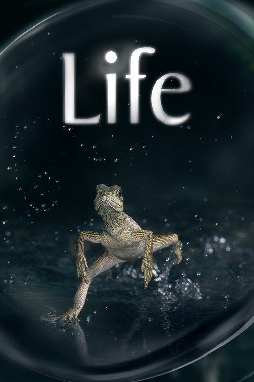 Жизнь