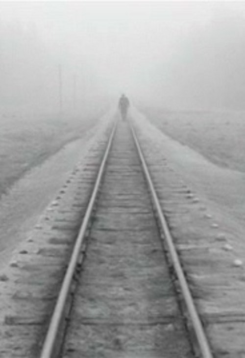 A Trip Across Misty Meadows