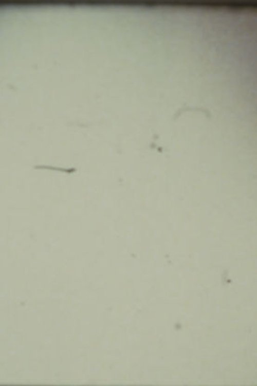 Arabic Numeral Series 13
